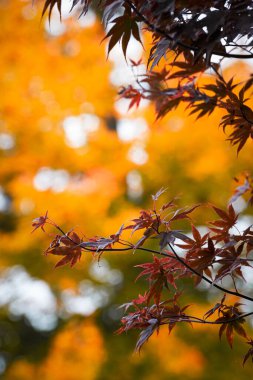 Beautiful vertical photo red maple leaves with orange backround autumn vibes in switzerland. High quality photo