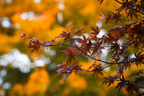 Beautiful red maple leaves with orange backround autumn vibes in switzerland. High quality photo