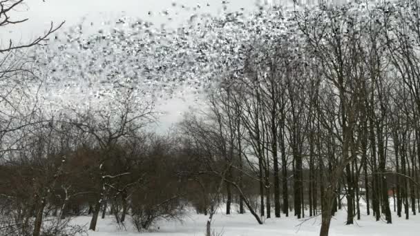 Beaucoup d'oiseaux volent dans la forêt d'hiver. Bois et arbres silhouette sur un ciel gris . — Video