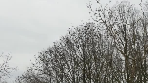 Beaucoup d'oiseaux volent dans la forêt d'hiver. Bois et arbres silhouette sur un ciel gris . — Video