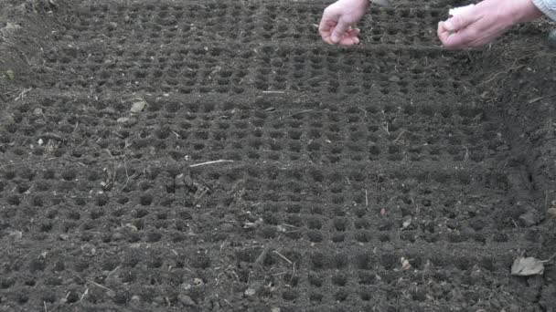 Man planten zaden in de bodem. Rechte lijnen van ronde cellen in ruwe grijze grond. — Stockvideo