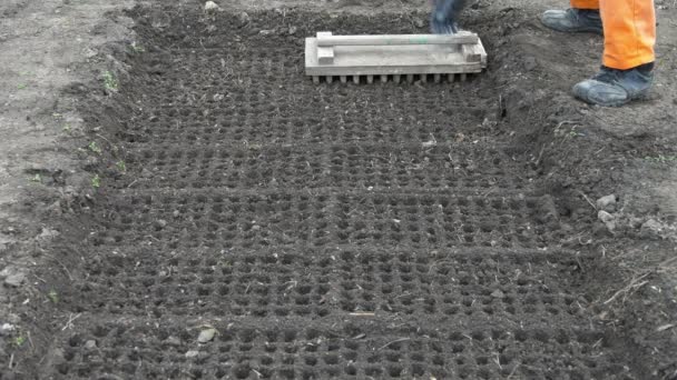 Préparer le sol pour planter des graines. Utilisation de l'outil marqueur pour faire des trous de cellules . — Video