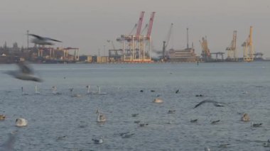 Göldeki birçok martı, ördek ve kuğu yüzer ve dalıyor. Nehirde beslenen kuşlar.