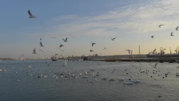 Muchas gaviotas, patos y cisnes en el lago nadan y bucean. Aves alimentadas en el río . — Vídeos de Stock