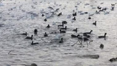 Göldeki birçok martı, ördek ve kuğu yüzer ve dalıyor. Nehirde beslenen kuşlar.