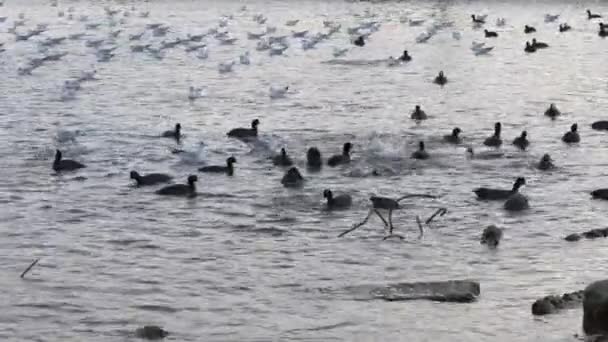 Gölde birçok martı, ördek ve kuğu yüzer ve dalıyor. Nehirde beslenen kuşlar. — Stok video