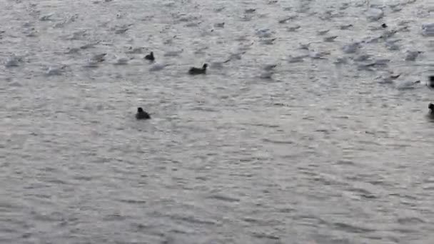 Molti gabbiani, anatre e cigni nel lago nuotano e si tuffano. Uccelli che si nutrono nel fiume . — Video Stock