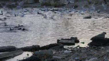 Göldeki birçok martı, ördek ve kuğu yüzer ve dalıyor. Nehirde beslenen kuşlar.
