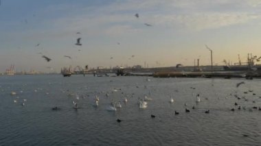 Göldeki birçok martı, ördek ve kuğu yüzer ve dalıyor. Nehirde beslenen kuşlar.