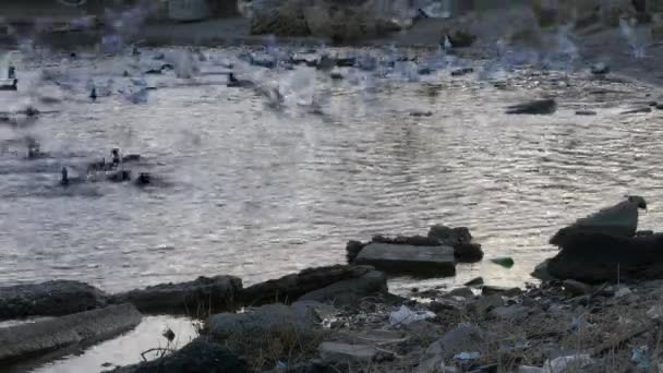 Muchas gaviotas, patos y cisnes en el lago nadan y bucean. Aves alimentadas en el río . — Vídeos de Stock