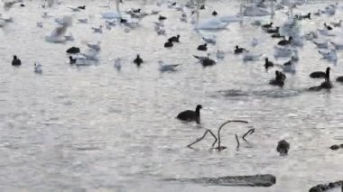 Göldeki birçok martı, ördek ve kuğu yüzer ve dalıyor. Nehirde beslenen kuşlar.