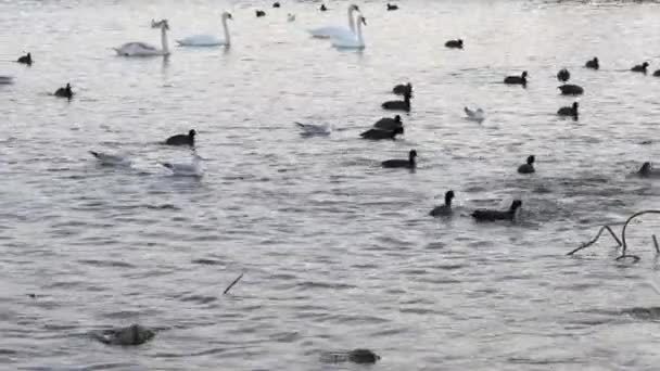 Muchas gaviotas, patos y cisnes en el lago nadan y bucean. Aves alimentadas en el río . — Vídeos de Stock