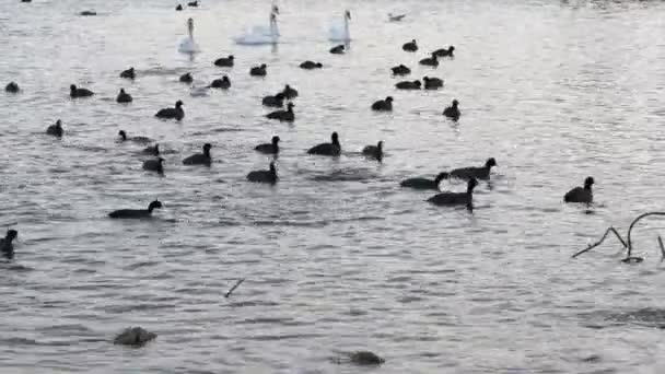 Många måsar, änder och svanar i sjön simma och dyka. Fåglar som matas i floden. — Stockvideo