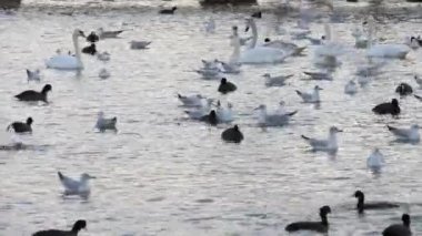Göldeki birçok martı, ördek ve kuğu yüzer ve dalıyor. Nehirde beslenen kuşlar.