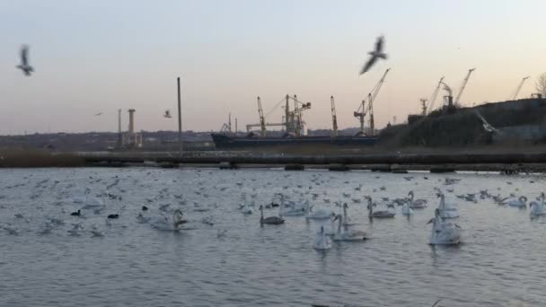 Muchas gaviotas, patos y cisnes en el lago nadan y bucean. Buques, grúas en el río . — Vídeos de Stock