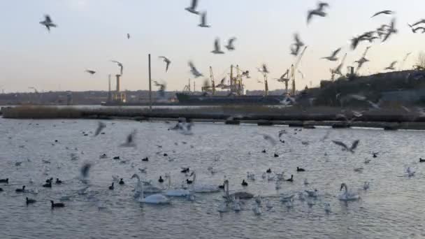 Muchas gaviotas, patos y cisnes en el lago nadan y bucean. Buques, grúas en el río . — Vídeo de stock