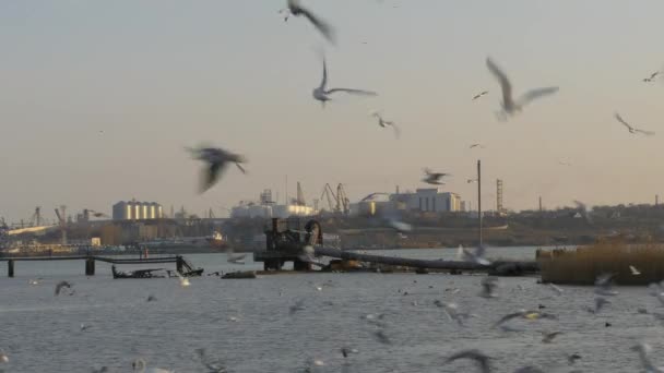 Many gulls, ducks and swans flying in front of oil and gas terminal and cranes. — Stock Video
