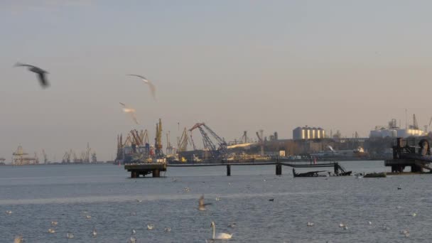 Muchas gaviotas, patos y cisnes volando frente a la terminal de petróleo y gas y grúas . — Vídeos de Stock