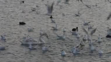 Göldeki birçok martı, ördek ve kuğu yüzer ve dalıyor. Nehirde beslenen kuşlar.