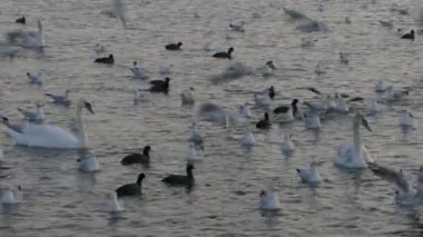 Göldeki birçok martı, ördek ve kuğu yüzer ve dalıyor. Nehirde beslenen kuşlar.