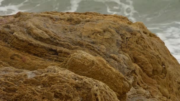 Eenzame zwaan in schokkerige ruwe zee met gele rotsen, dichte grijze wolken op de hemel. — Stockvideo