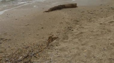 Wooden timber on sandy beach with choppy rough sea, dense gray clouds sky.
