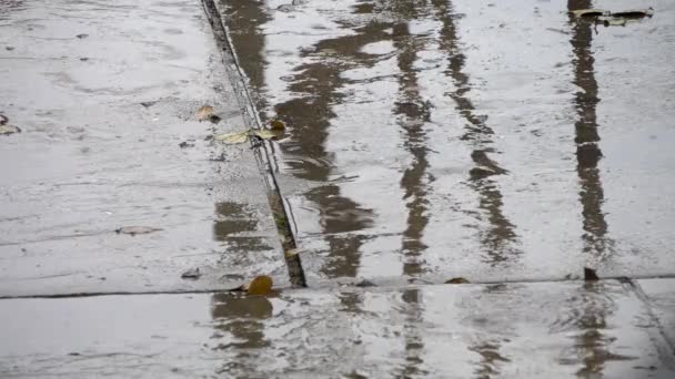 Plassen op de verharde weg. Regendruppels en reflectie van bomen — Stockvideo