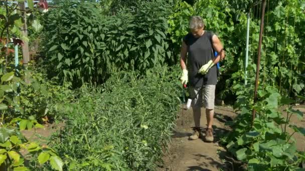 Jardineiro pulveriza arbustos de tomate perto de uvas de videira e pepinos por pulverizador sem fio — Vídeo de Stock