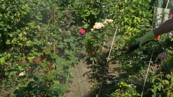 Садівник обприскує кущі троянд поблизу винограду винограду за допомогою акумулятора — стокове відео