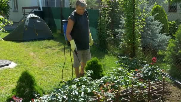 Jardinero pulveriza rosas arbustos de flores cerca de la tienda de campaña en el césped por pulverizador inalámbrico — Vídeos de Stock