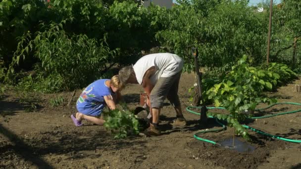 Família plantando bétulas no jardim. Pêssegos, videira e flores no fundo — Vídeo de Stock