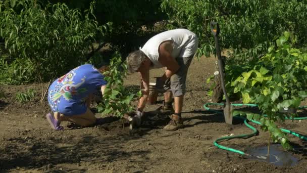 Família plantando bétulas no jardim. Pêssegos, videira e flores no fundo — Vídeo de Stock