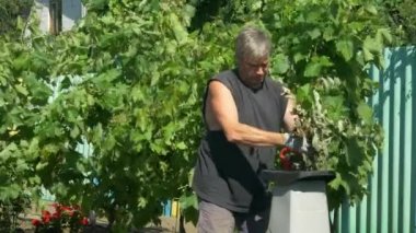 Bahçıvan dalları parçalayıcı kullanarak malç yok. Talaş üretimi