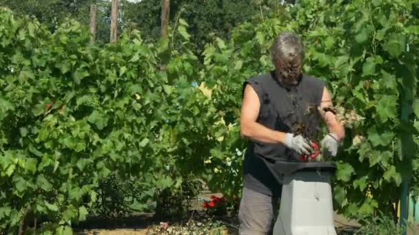 De tuinman doet mulch met takken Shredder. Productie van zaagsel — Stockvideo