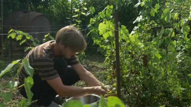 Mann sammelt Stachelbeeren in Edelstahlschüssel. Beerenernte — Stockvideo