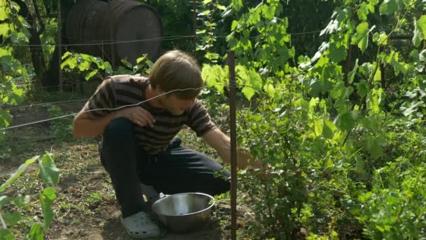 Mann sammelt Stachelbeeren in Edelstahlschüssel. Beerenernte — Stockvideo