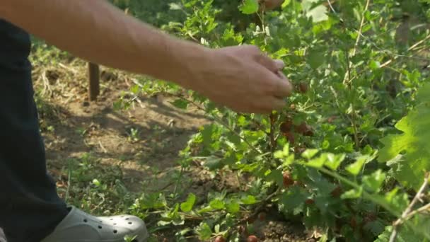 L'uomo raccoglie bacche di uva spina in una ciotola di acciaio inossidabile. Raccolta delle bacche — Video Stock