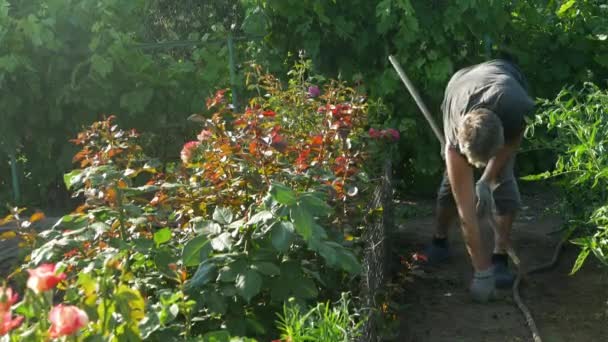 Trädgårdsmästaren gräver och luckrar jorden nära ros blomma buskarna och vindruvor — Stockvideo