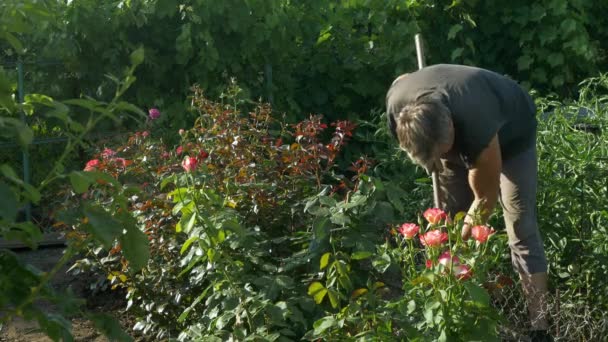 Jardineiro cavando e solta o solo perto de rosas arbustos de flores e uvas de videira — Vídeo de Stock