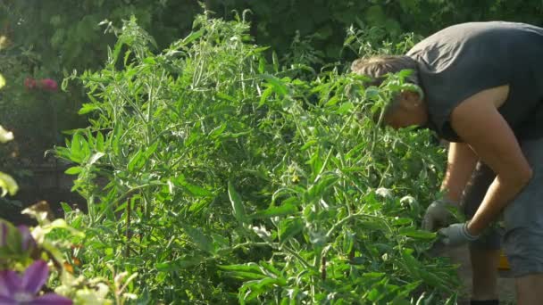 El hombre cuida y limpia el tomate arbusto. Controla la calidad de las plantas . — Vídeo de stock