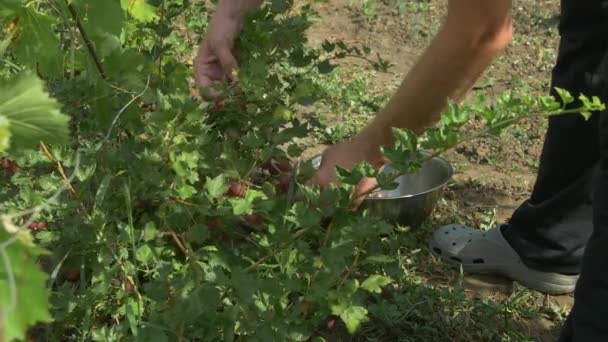 L'uomo raccoglie bacche di uva spina in una ciotola di acciaio inossidabile. Raccolta delle bacche — Video Stock