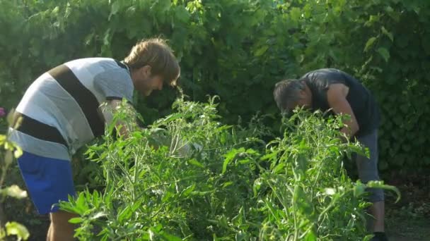 Dwóch mężczyzn Pielęgnacja i czyste krzak pomidorów. Sprawdza jakość roślin. — Wideo stockowe