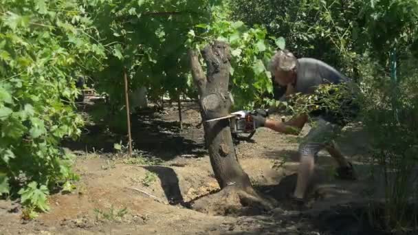 Gärtner schneidet Baum mit Kettensäge in der Nähe von Weintrauben 50 fps — Stockvideo