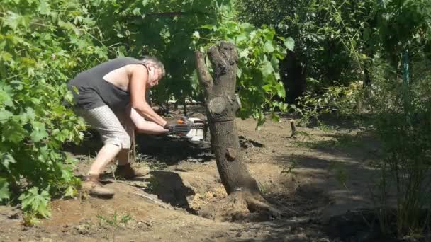 A man cuts tree with chainsaw near vine grapes. 50 fps — Stock Video