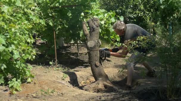 Gärtner schneidet Baum mit Kettensäge in der Nähe von Weintrauben Zeitlupe — Stockvideo