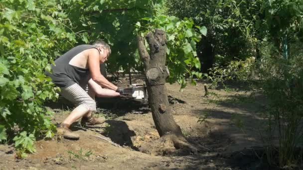 Jardineiro corta árvore com motosserra perto de uvas de videira. Movimento lento — Vídeo de Stock