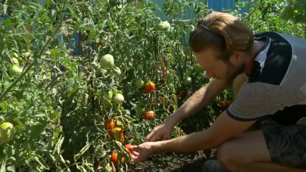 Ekologiska färska grönsaker och frukter. Man skördar tomater i hem trädgård. — Stockvideo