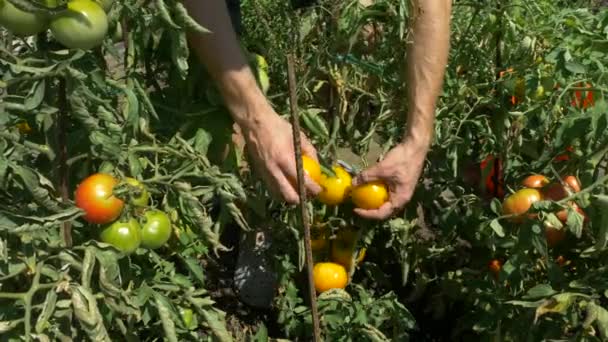 Biologische verse groenten en fruit. Man oogsten tomaten in huis Tuin. — Stockvideo