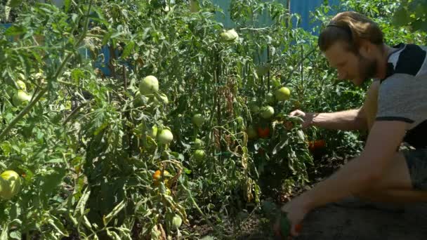 Bio frisches Gemüse und Obst. Mann erntet Tomaten im heimischen Garten. — Stockvideo