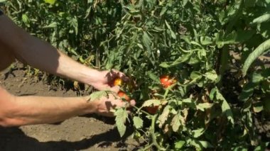 Organik taze sebze ve meyveler. Adam ev bahçe domates hasat.